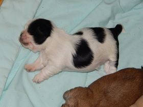 Shih Tzu Herzensbrecher auf vier Pfoten suchen ein liebevolles Zuhause!