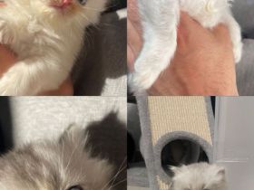 Kitten Abgabebereit Britisch Kurzhaar/ BLH