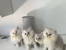 Wunderschöne Britisch Kurzhaar Kitten BLH abzugeben