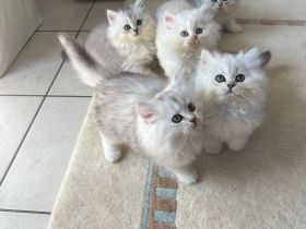 Wunderschöne Britisch Kurzhaar Kitten BLH abzugeben