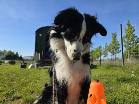 Hundesport Hunde Agility Treibball Longieren Tricksen