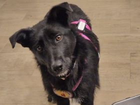 Mindy sucht ein neues Zuhause