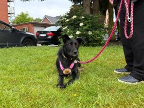 Mindy sucht ein neues Zuhause