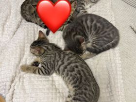 Katzenbabys Bengal x BKH mix