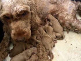 Cockapoo aus der Villa Dutschke