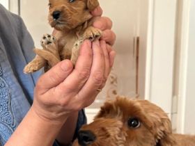 Cockapoo aus der Villa Dutschke
