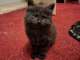 schwarze Kater (Kitten) mit Maine Coon Aussehen