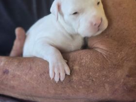 Dogo Argentino Xl bulli Welpen