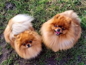 Pomeranian Welpen