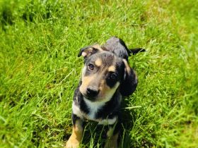 Dackel Pinscher Mix Rocky
