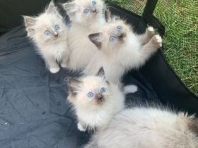 Wunderschöne ragdoll Kitten suchen ein liebevolles neues Zuhause.