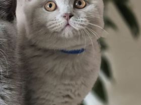 BKH Kitten