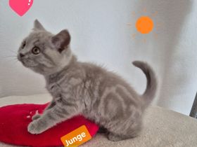 BKH Kitten