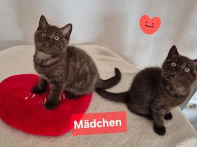 BKH Kitten