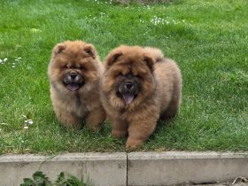 Chow Chow welpen mit Stammbaum (FCI züchter)