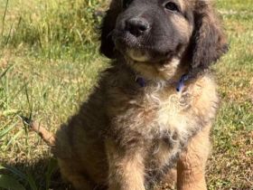 Süsse Leonberger Bernersennen Mix Welpen zu verkaufen. Mama Leonberger Papa Bernersennenmix