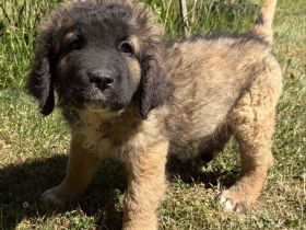 Süsse Leonberger Bernersennen Mix Welpen zu verkaufen. Mama Leo  Papa Bernersennenhund Mischling