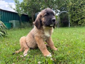 Süsse Leonberger Bernersennen Mix Welpen zu verkaufen. Mama Leo  Papa Bernersennenhund Mischling