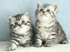 Wurfankündigung BKH Silver Tabby aus HCM geschallte Linien, PKD negativ getestet, mit Thermochip