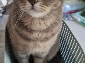 Deckkater für meine Bkh Silver Tabby