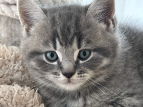 BKH Black Silber Tabby(Marmor)&Grau Whiskas Muster