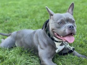 American Bully Pocket Weibchen