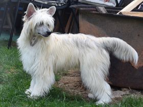 Chinese Crested Dog~ Chinesischer Schopfhund