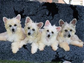 Chinese Crested Dog~ Chinesischer Schopfhund