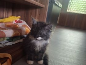 Maine Coon Kätzchen