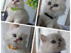Reinrassige Britisch langhaar Kitten in Black silver shaded mit blauen Augen