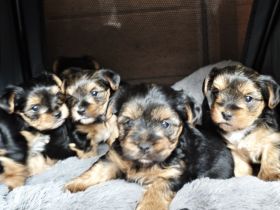 Unsere Yorkshire-Terrier-Welpen suchen ein liebevolles Zuhause