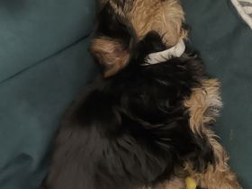 Unsere Yorkshire-Terrier-Welpen suchen ein liebevolles Zuhause