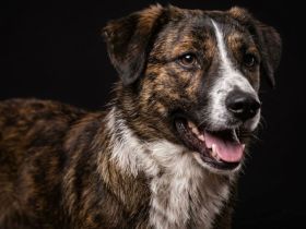 Pebbles auf Pflegestelle in 92318 Neumarkt sucht sein Für-immer-Zuhause