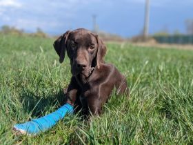 Großer Hund, großes Abenteuer: Klaus-Dieter will die Welt entdecken!