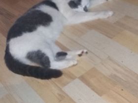 Süße Katzen Dame