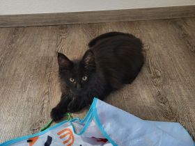 Reinrassige XXL Maine Coon