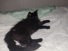 Reinrassige XXL Maine Coon