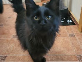 Reinrassige XXL Maine Coon