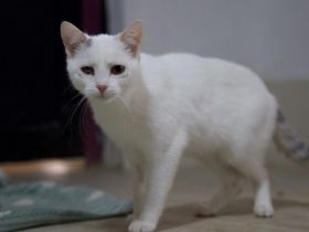 Caio - ein charmanter Wirbelwind für ein spannendes Katzenleben!