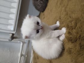 Bkh Kater