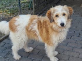 Bibi - Eine treue Seele zum Verlieben und Kuscheln!