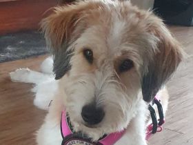 Bibi - Eine treue Seele zum Verlieben und Kuscheln!