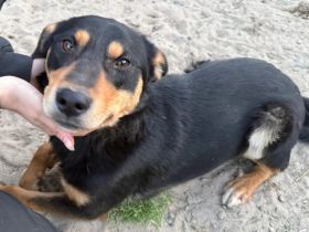 Bereit für gemeinsame Abenteuer! Traumhund Dream sucht seine Menschen!