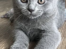 BKH Kitten