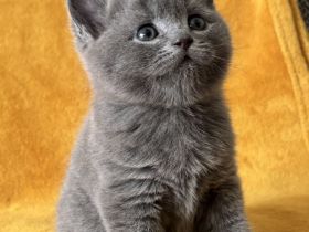 BKH Kitten