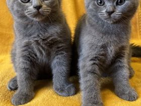 BKH Kitten