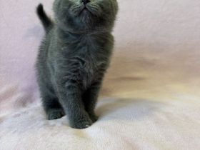 BKH Kitten