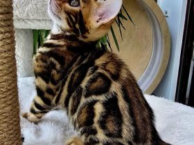 Zauberhaftes Bengal-Kitten (brown spotted tabby / rosetted) sucht liebevolles Zuhause