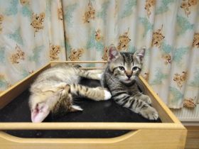 Katzenbaby weiblich  sucht liebevolle Zuhause