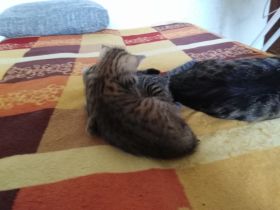 Katzenbaby sucht liebevolle Zuhause